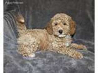 Goldendoodle Puppy for sale in Orange, TX, USA