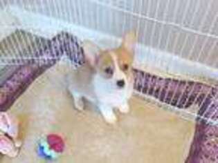 Pembroke Welsh Corgi Puppy for sale in Newberry, IN, USA