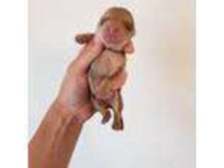 Dachshund Puppy for sale in Vail, AZ, USA