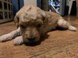 Goldendoodle Puppy for sale in Nauvoo, IL, USA