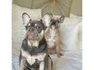 French Bulldog Puppy for sale in Cheshire, CT, USA