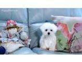 Maltese Puppy for sale in Rutherfordton, NC, USA