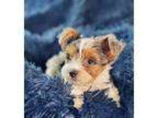 Yorkshire Terrier Puppy for sale in Wade, NC, USA