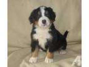 Bernese Mountain Dog Puppy for sale in LONGTON, KS, USA