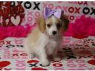 Cavachon Puppy for sale in Falcon, MO, USA