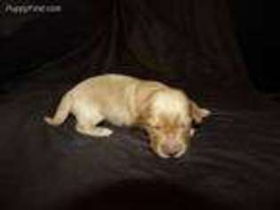 Dachshund Puppy for sale in Mapleton, UT, USA