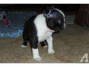 Boston Terrier Puppy for sale in PERRIS, CA, USA