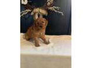 Goldendoodle Puppy for sale in Sullivan, IL, USA