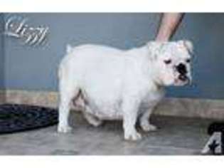 Bulldog Puppy for sale in LA MESA, CA, USA