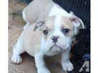 Olde English Bulldogge Puppy for sale in KENT, WA, USA