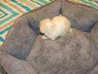 Mutt Puppy for sale in Wetumpka, AL, USA
