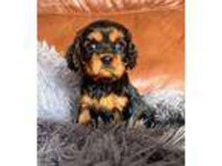 Cavalier King Charles Spaniel Puppy for sale in Cadillac, MI, USA