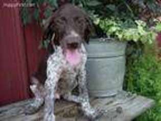 German Shorthaired Pointer Puppy for sale in Quarryville, PA, USA