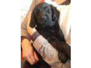 Flat Coated Retriever Puppy for sale in Somerset, NJ, USA