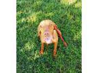 Vizsla Puppy for sale in Brooklet, GA, USA