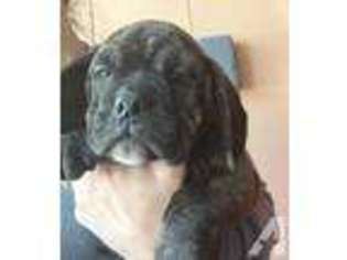 Bulldog Puppy for sale in MILFORD, MA, USA