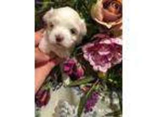 Maltese Puppy for sale in Emmett, ID, USA