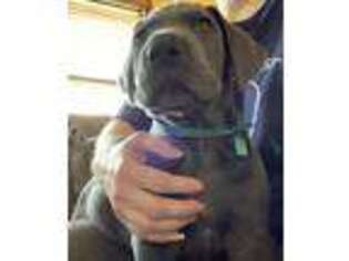 Great Dane Puppy for sale in Rock Creek, OH, USA