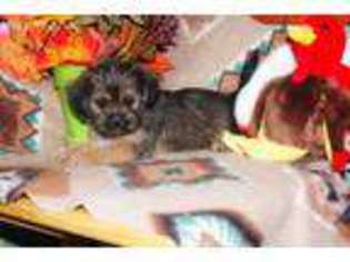 Shorkie Tzu Puppy for sale in Cassville, MO, USA
