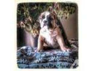 Bulldog Puppy for sale in MOSCA, CO, USA