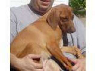 Rhodesian Ridgeback Puppy for sale in Washburn, MO, USA