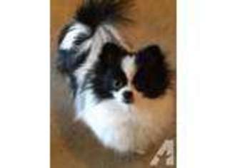 Pomeranian Puppy for sale in ROSEVILLE, CA, USA