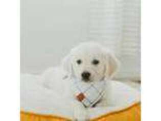 Golden Retriever Puppy for sale in Manti, UT, USA