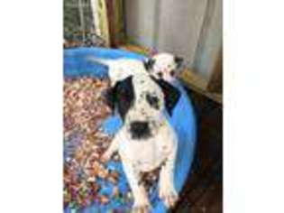 Dalmatian Puppy for sale in Rockmart, GA, USA