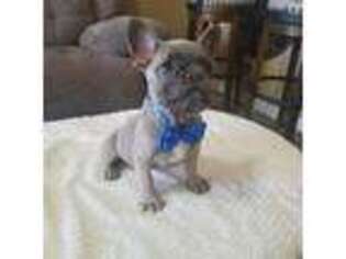 French Bulldog Puppy for sale in Corpus Christi, TX, USA