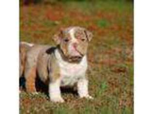 Olde English Bulldogge Puppy for sale in Baileyton, AL, USA