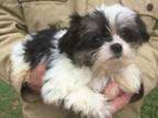 Mal-Shi Puppy for sale in Covington, GA, USA