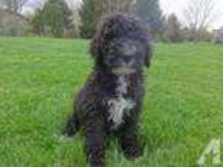Labradoodle Puppy for sale in ELBURN, IL, USA