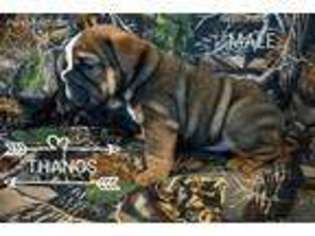 Bulldog Puppy for sale in Yucca Valley, CA, USA