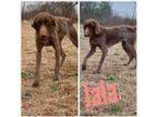 German Shorthaired Pointer Puppy for sale in Pembroke, NC, USA