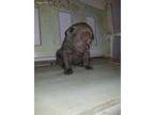 Labrador Retriever Puppy for sale in Orleans, MI, USA