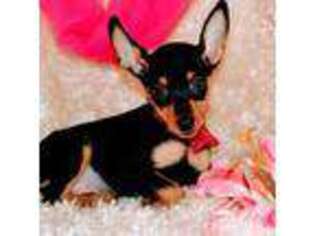 Miniature Pinscher Puppy for sale in Owatonna, MN, USA