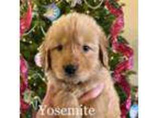 Golden Retriever Puppy for sale in La Verne, CA, USA