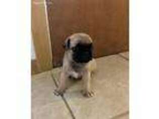 Pug Puppy for sale in Federal Way, WA, USA