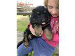 German Shepherd Dog Puppy for sale in Gainesville, TX, USA