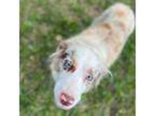 Miniature Australian Shepherd Puppy for sale in Orleans, IN, USA
