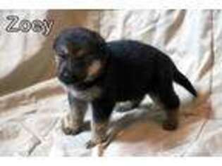 German Shepherd Dog Puppy for sale in Nashwauk, MN, USA