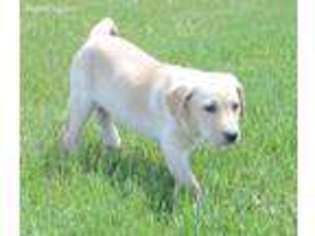 Labrador Retriever Puppy for sale in Margarettsville, NC, USA