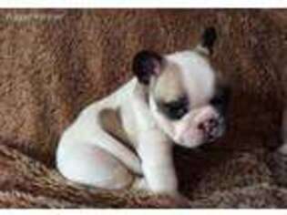 French Bulldog Puppy for sale in Huntsville, AL, USA