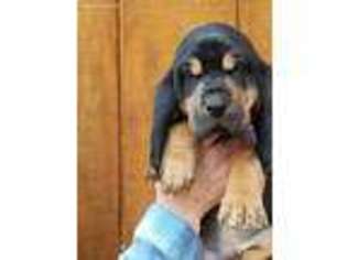 Bloodhound Puppy for sale in Cave Junction, OR, USA
