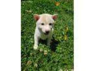 Shiba Inu Puppy for sale in Odenton, MD, USA