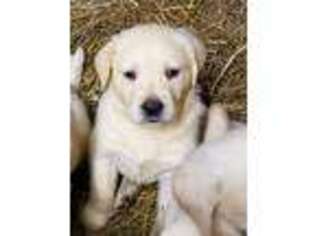 Labrador Retriever Puppy for sale in Cranston, RI, USA