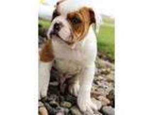 Alapaha Blue Blood Bulldog Puppy for sale in Topeka, IN, USA