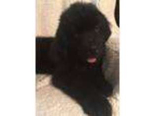 Newfoundland Puppy for sale in Saint Paris, OH, USA