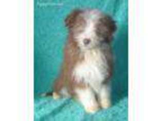 Small Bearded Collie
