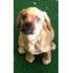 Puggle Puppy for sale in Longmont, CO, USA